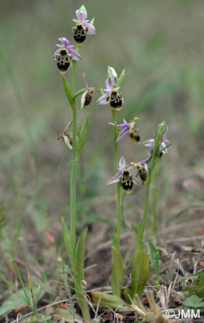 Ophrys scolopax