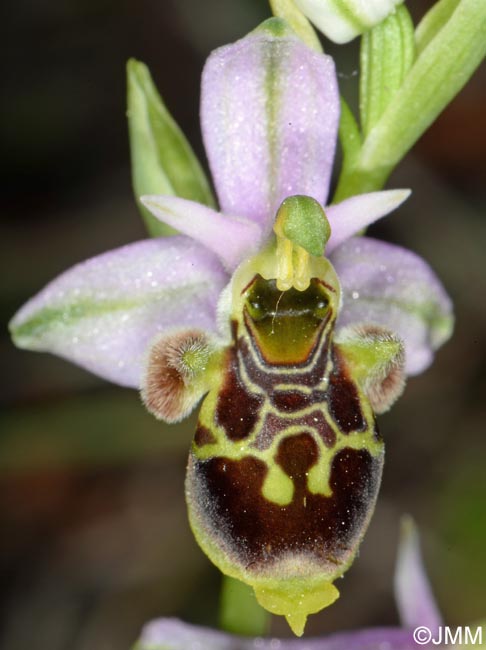 Ophrys scolopax