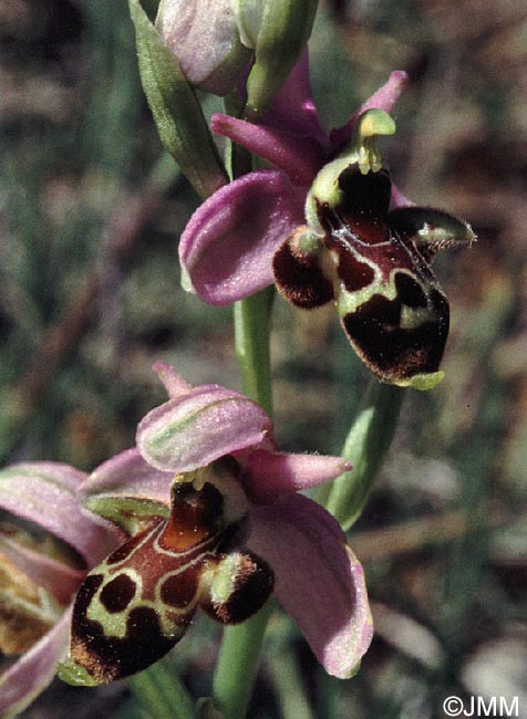 Ophrys scolopax