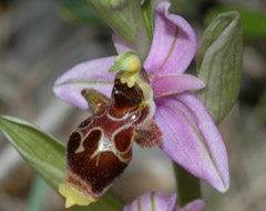 Ophrys scolopax