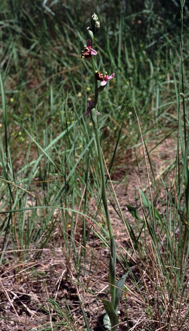 Ophrys fuciflora subsp. souchei