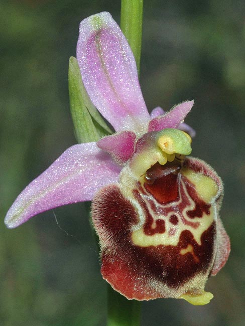 Ophrys fuciflora subsp. souchei