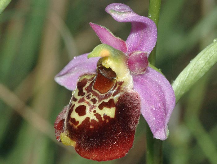 Ophrys fuciflora subsp. souchei