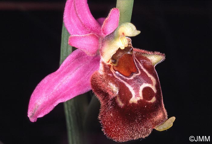 Ophrys fuciflora subsp. souchei