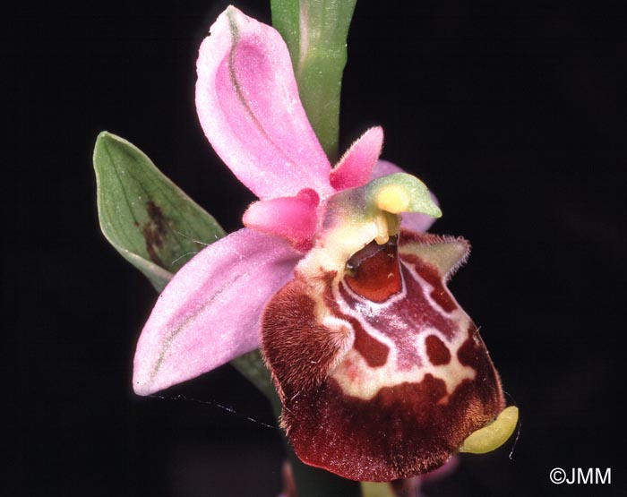 Ophrys fuciflora subsp. souchei