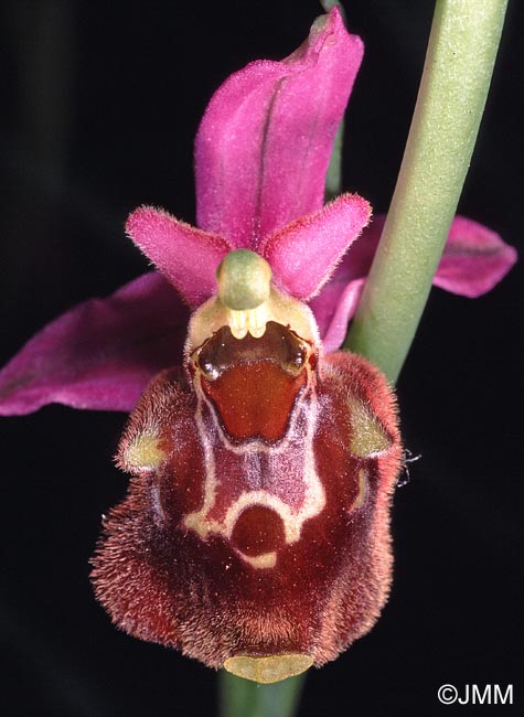 Ophrys fuciflora subsp. souchei