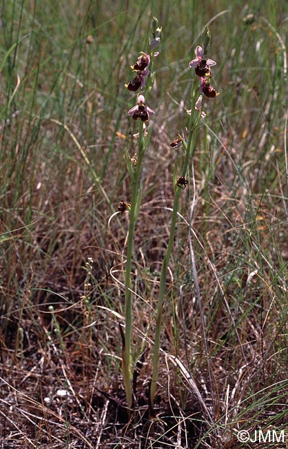 Ophrys fuciflora subsp. souchei 