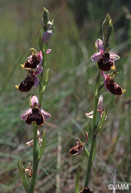 Ophrys fuciflora subsp. souchei 