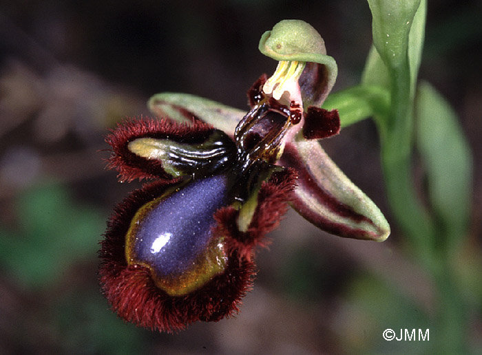 Ophrys speculum