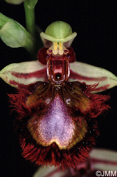 Ophrys speculum