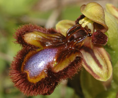 Ophrys speculum