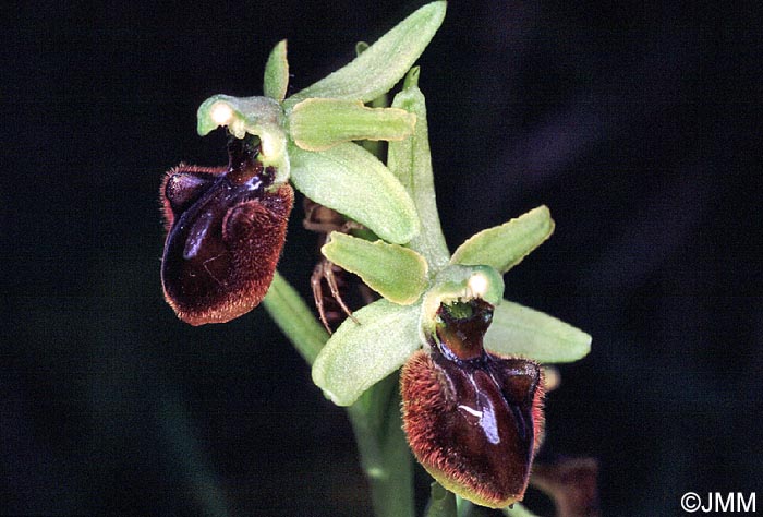 Ophrys sphegodes
