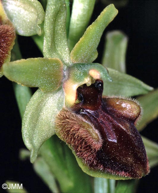 Ophrys sphegodes