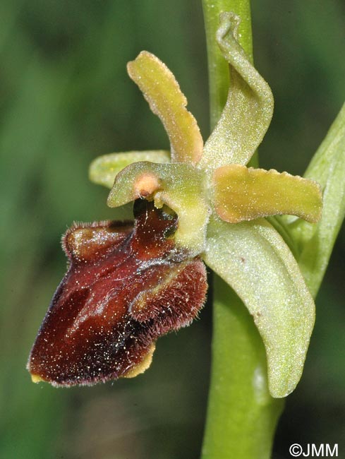 Ophrys sphegodes