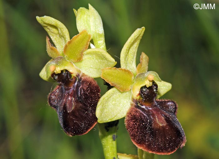 Ophrys sphegodes