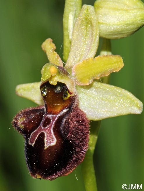 Ophrys sphegodes
