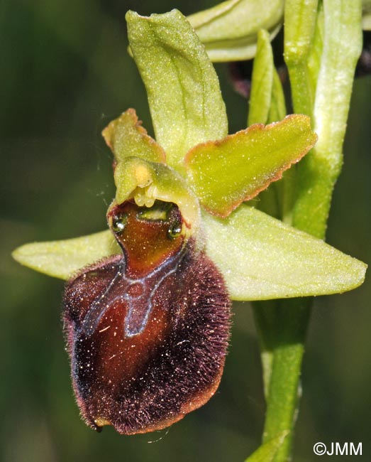 Ophrys sphegodes