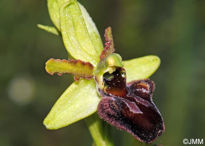 Ophrys sphegodes