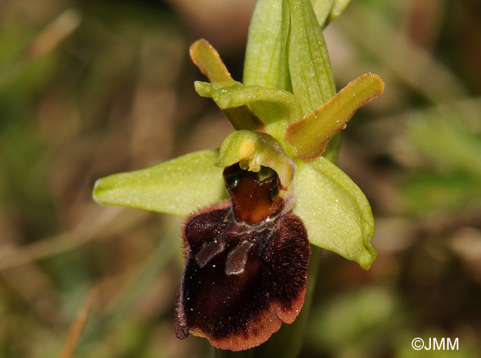 Ophrys sphegodes