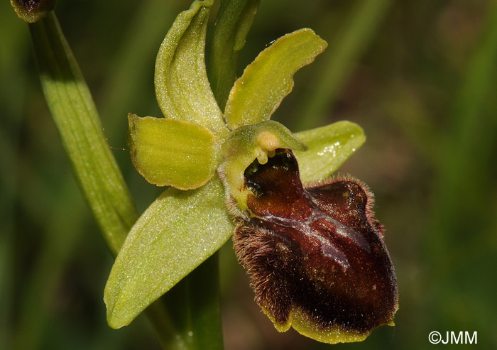 Ophrys sphegodes