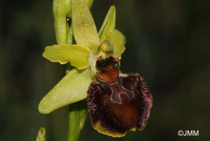 Ophrys sphegodes