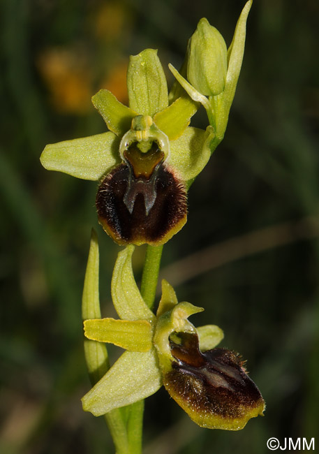 Ophrys sphegodes