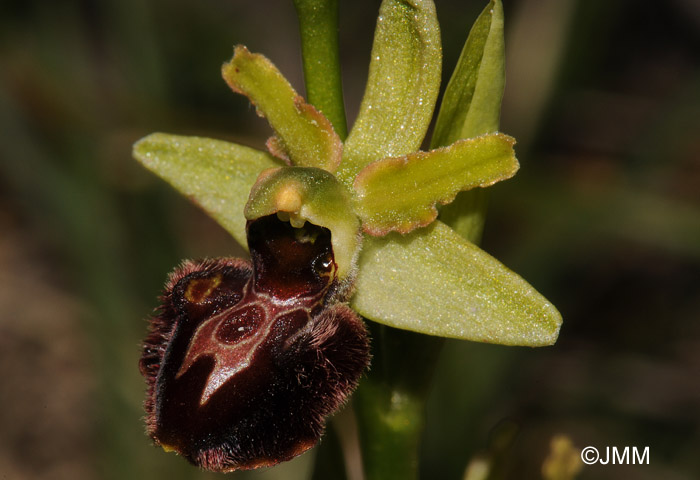 Ophrys sphegodes