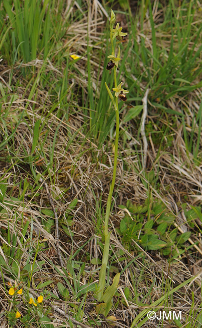 Ophrys sphegodes