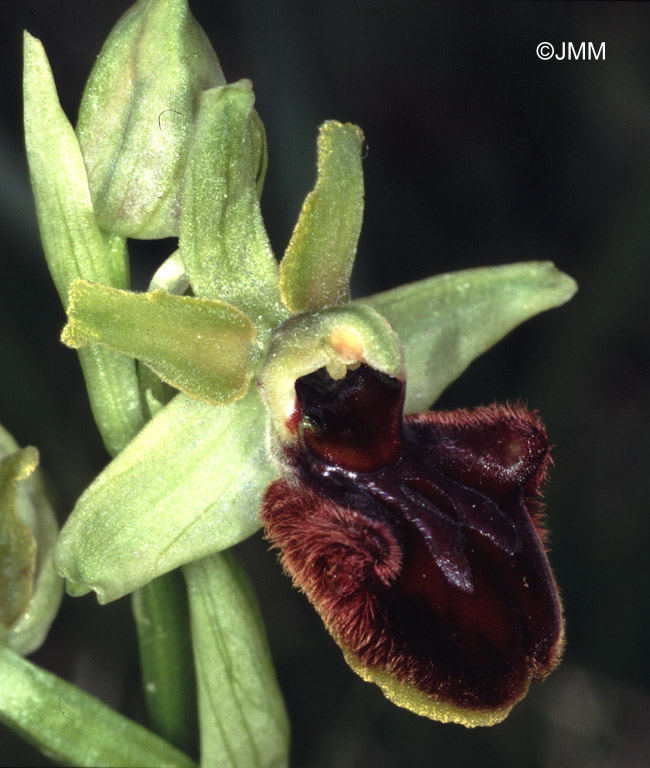 Ophrys sphegodes