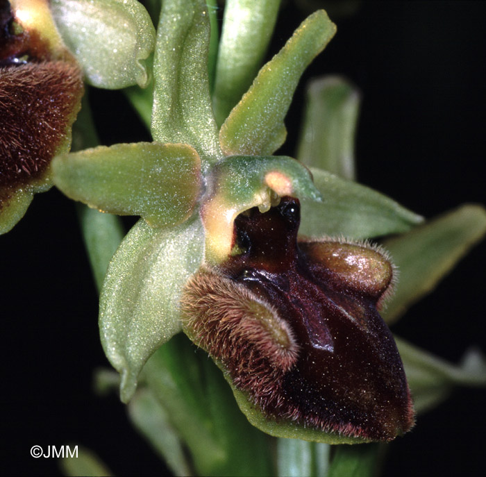 Ophrys sphegodes