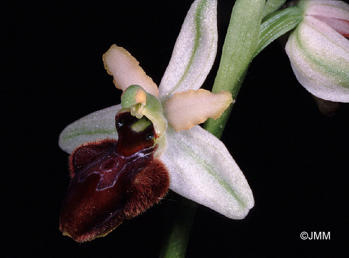 Ophrys sphegodes 