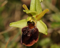 Ophrys sphegodes