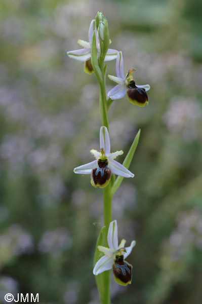 Ophrys splendida