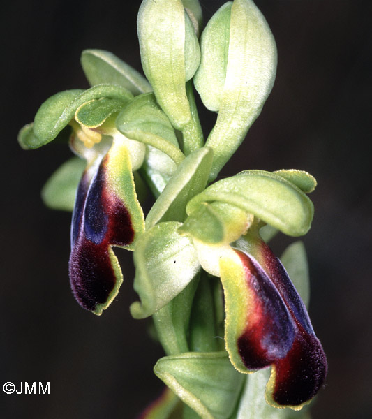 Ophrys sulcata