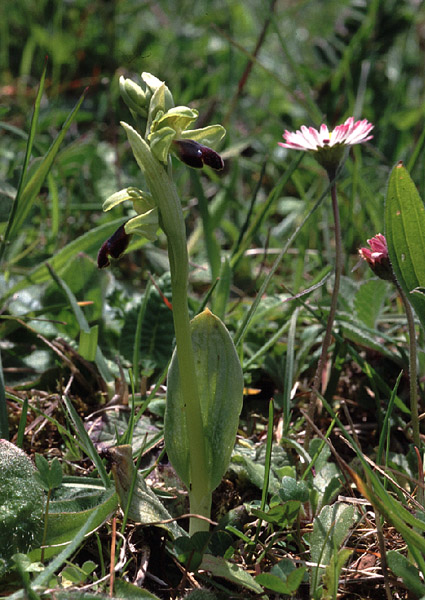 Ophrys sulcata