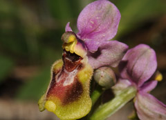 Ophrys tenthredinifera