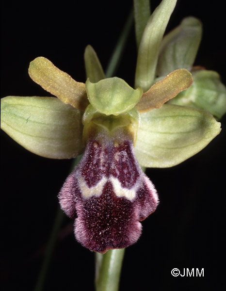 Ophrys vasconica 