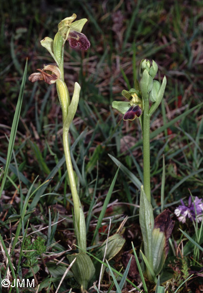 Ophrys vasconica et O. sulcata