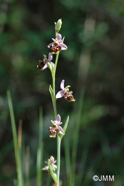 Ophrys vetula