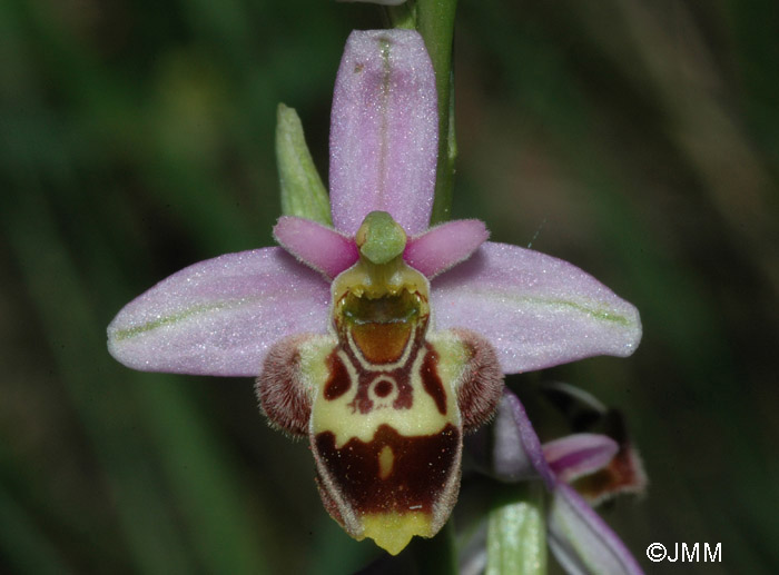 Ophrys vetula