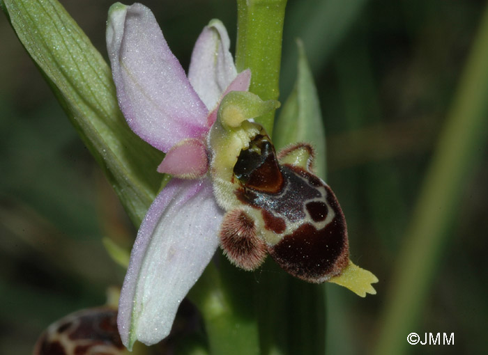 Ophrys vetula