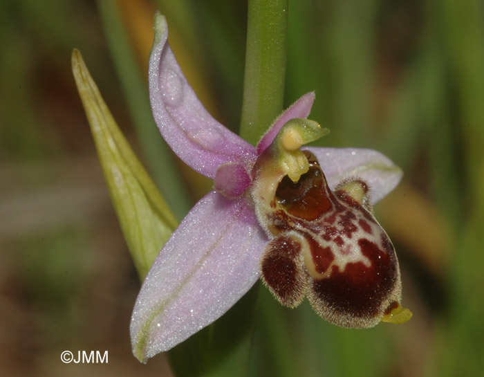 Ophrys vetula