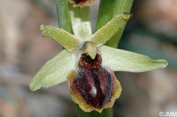 Ophrys virescens