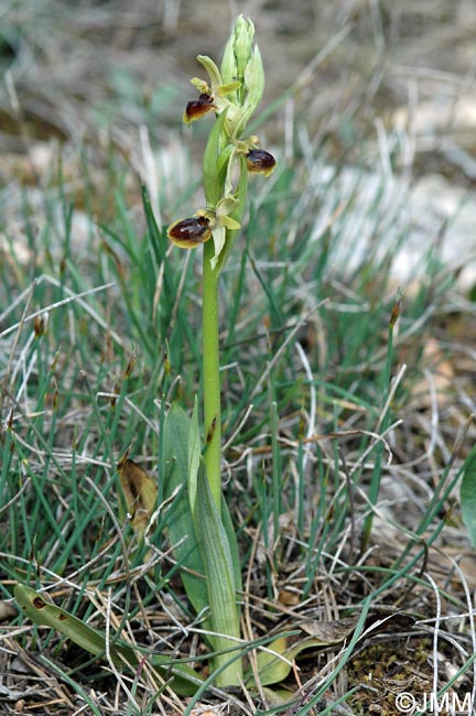 Ophrys virescens