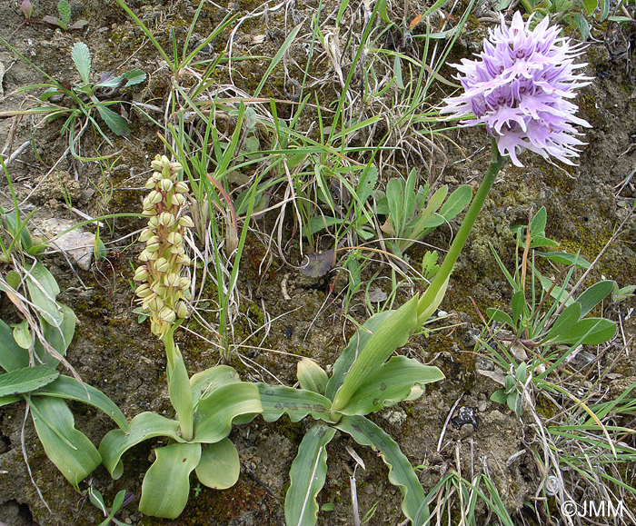 Orchis anthopophora & orchis italica