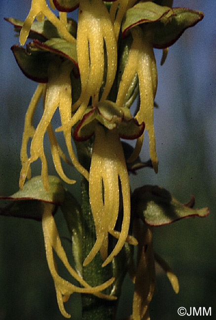 Orchis anthropophora