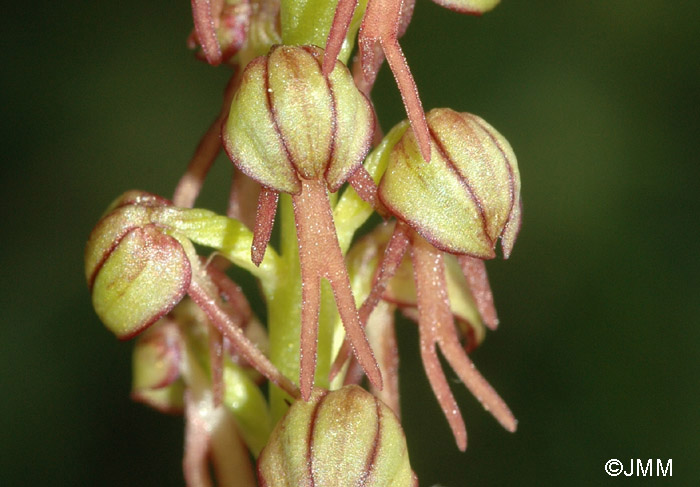 Orchis anthropophora