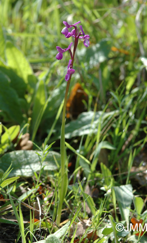 Orchis champagneuxii