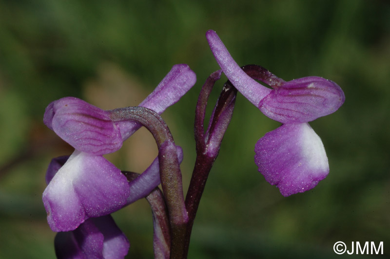 Orchis champagneuxii