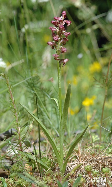 Orchis coriophora